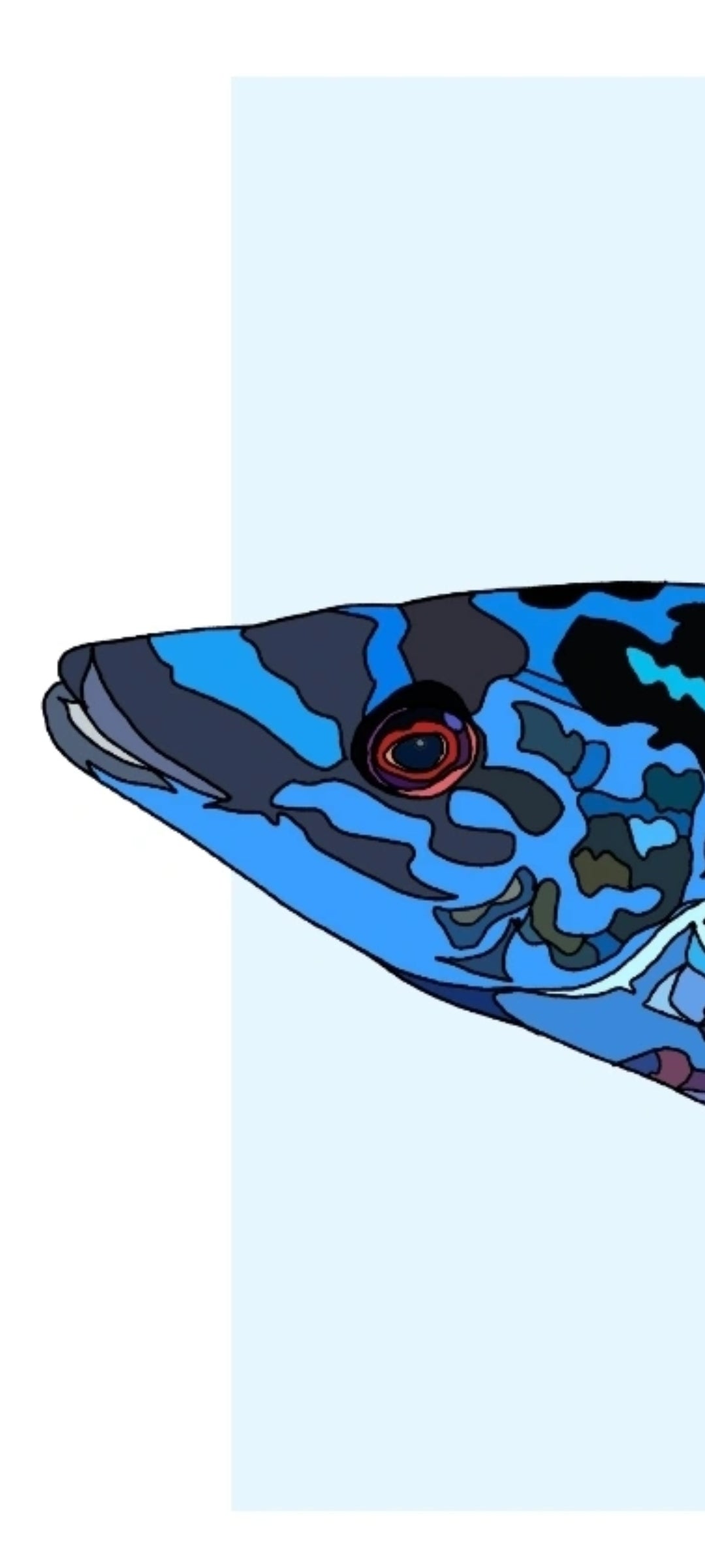 Splanc = Cuckoo Wrasse 🐟🐠