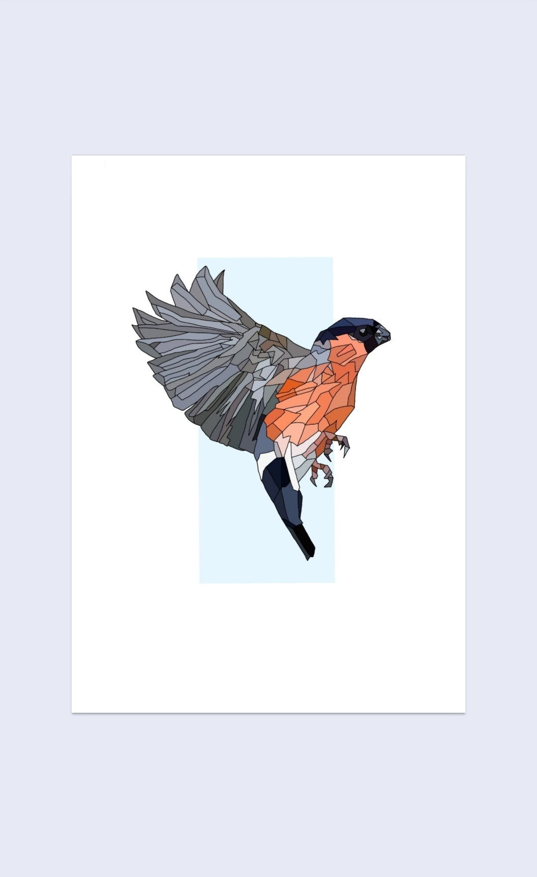 Corcrán Coille - Bullfinch flying